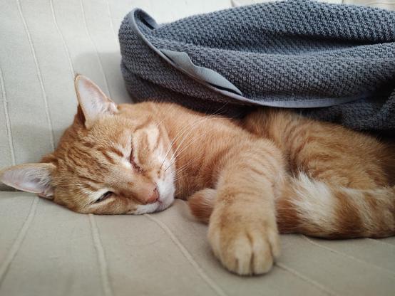 Simba🌈 having a nap under a towel