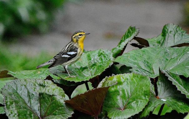 Blackburnian Warbler