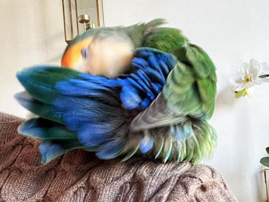 A colorful parrot with vibrant green and blue feathers is playfully perched on a person's shoulder, partially obscured in motion. In the background, there is a white orchid flower and a modern decorative lamp.