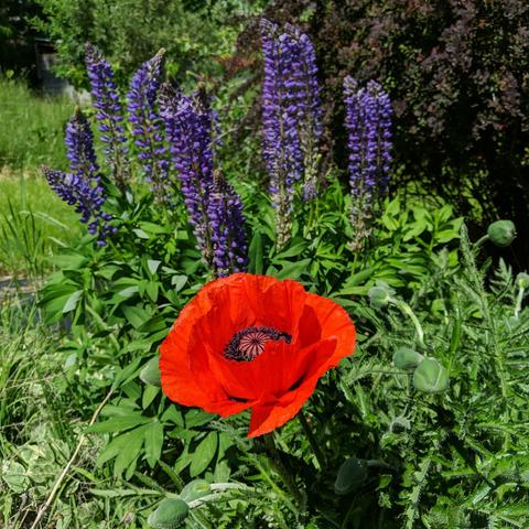 A photo of a red oriental type poppy flower. There are Western North American native type lupine in the background, but they are not native to this area of the intermountain west. There's a red barberry behind them.