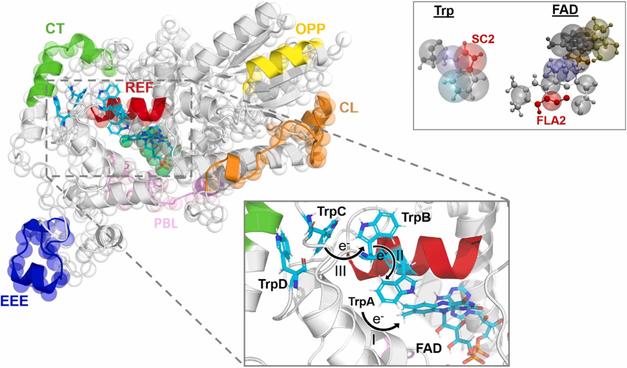 Cryptochrome magnetoreception: Time course of photoactivation from non-equilibrium coarse-grained molecular dynamics. Computational and Structural Biotechnology Journal, DOI: https://doi.org/10.1016/j.csbj.2024.11.001
