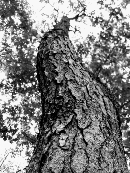 Black and white photo of  a tree close up.