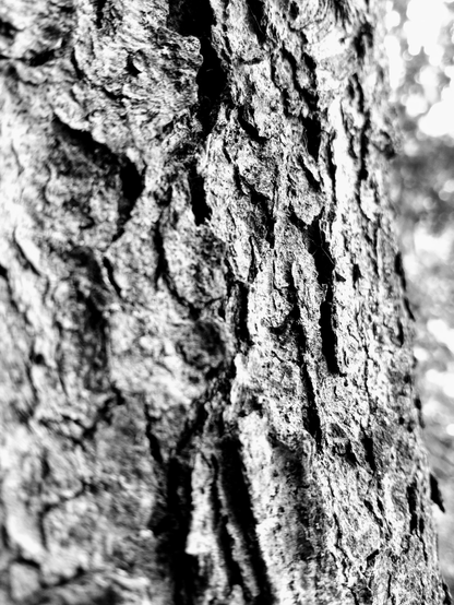 Black and white tree texture photography.