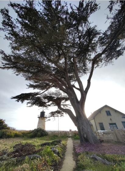 Baum vor Leuchtturm