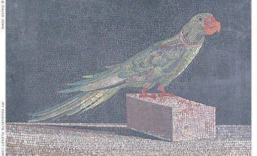 The parrot