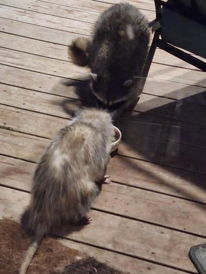 A possum (back to the camera) and a raccoon eating out of the same dish of cat food.