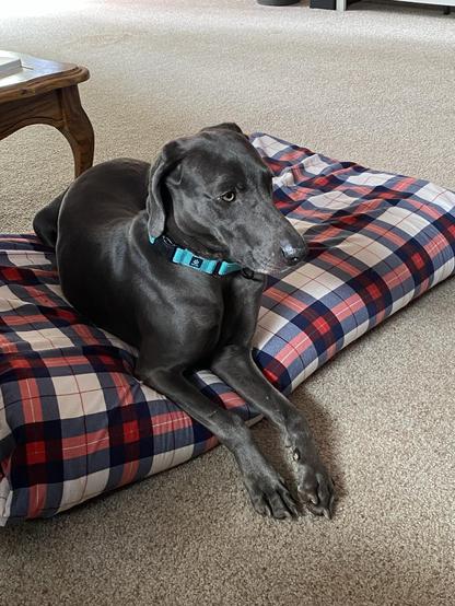 A farm gray Weimaraner rests on a blush dog bed in a living room