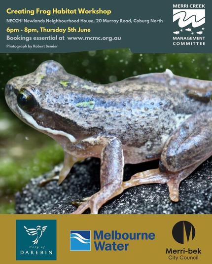 Creating Frog Habitat Workshop

celebrate World Environment Day with us!

When: 6pm - 8pm, Thursday 5th June

Where: NECCHi Newlands Neighbourhood House​, 
20 Murray Road, Coburg North

Learn what constitutes key habitat elements for frogs and how you can incorporate them at home, in your local wildlife corridor or as part of a conservation group 🐸

Local ecologist, David De Angelis, will lead us on a virtual walking tour of “good” froggy habitat. This will include key habitat elements for frogs, biological information on local frog species, and how to identify them.

MCMC WaterWatch Coordinator Julia Cirillo will run a short frog identification session, and the Friends of Bracken Creek will give us a brief tour of their work on the Bracken Creek and how local frog species will be supported.

Bookings essential via @merri_creek

