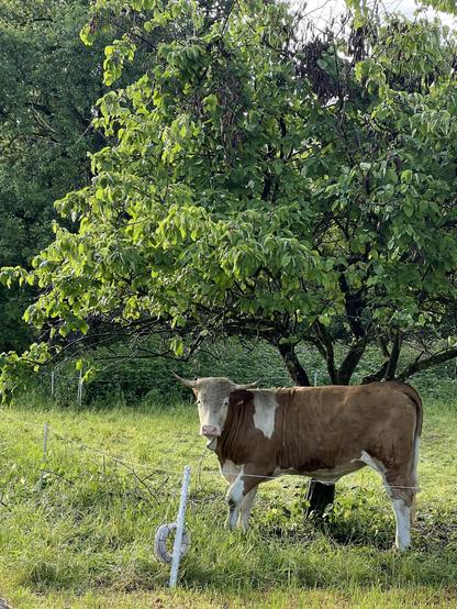 Eine braun Kuh auf einer Wiese unter einem Baum