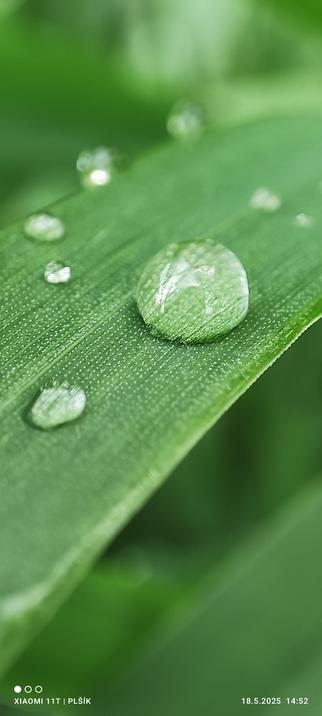 Photograph of a few drops of water on a grass blade. The structure of many tiny spines can be seen in the grass leaf at high magnification. The water droplets are almost spherical in shape and translucent.