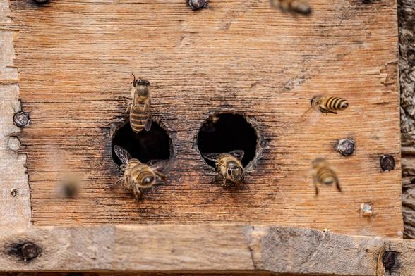 Bienen