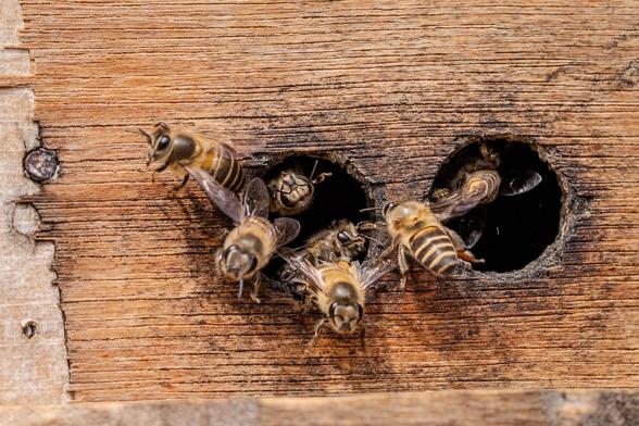 Bienen