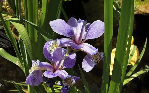 Lilien in violett
