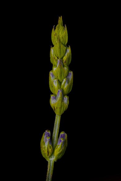 Lavendelblüte in Entwicklung vor schwarzem Hintergrund