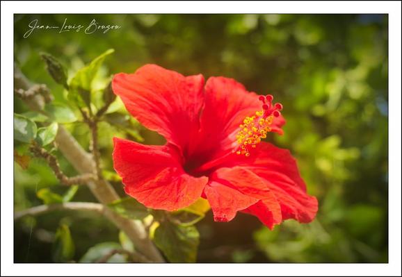 The image showcases a vibrant red hibiscus flower in full bloom, sharply contrasted against a soft, blurred background of green foliage. The petals are rich and velvety, with gentle folds that catch the light, enhancing their intense color. The central stamen extends prominently, adorned with bright yellow pollen at its tip, drawing attention and adding a delicate detail to the composition. The overall effect is one of lively natural beauty, evoking feelings of warmth and tropical serenity. The hibiscus often symbolizes delicate beauty, passion, and in some cultures, it is associated with hospitality and welcoming.