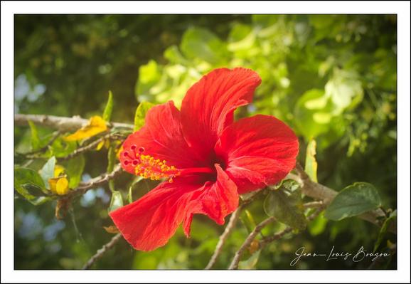 The image showcases a vibrant red hibiscus flower in full bloom, prominently positioned against a softly blurred background of green foliage. The flower's large, delicate petals fan outwards with a silky texture, drawing attention to the bright yellow-tipped stamen extending from the center. The rich red color contrasts beautifully with the surrounding leaves, which are lush and slightly sunlit, enhancing the natural freshness of the scene. This hibiscus, often associated with tropical climates, symbolizes beauty, femininity, and delicate charm in many cultures, and its striking appearance in this image captures the essence of nature's vivid elegance.
