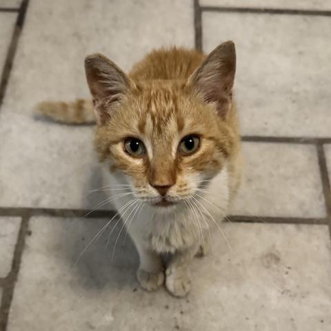 Tortoiseshell pussycat begging for food, but turning its nose up at my Greek salad