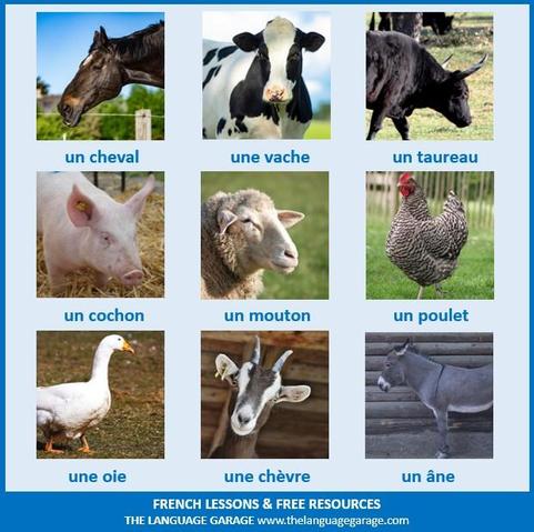 French vocabulary for farm animals, images of several common farm animals
