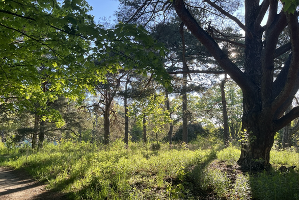 Trees in the morning