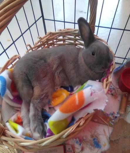A brown rabbit lying in a basket with its hind feet stretched out.