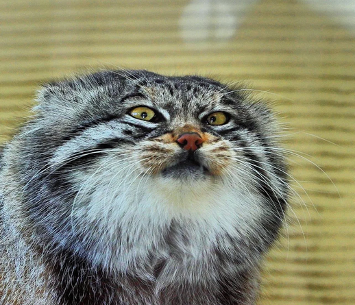 A male Pallas's cat (manul) with a huge round head and a dent on his forehead making a funny face resembling absolute disdain, and looking at the camera.