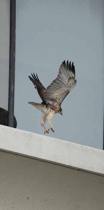 Young red-tailed hawk hops around trying out its wings 