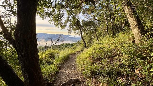 Lush forest greenery between trees. A trail cuts through to the horizon showing somehow mountains at sunrise. 