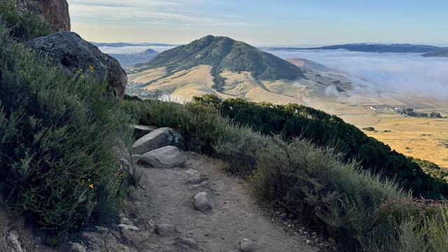 Trail with rocks hugs a cliff as it wraps around a turn. Small yellow flowers on the sides. A large prominent mountain dominates the valley beyond, grassy at the bottom, forest at the top. 