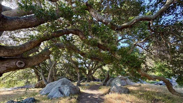 A trail lined with boulders and brown grass passes under some large old oak branches with green leaves. 