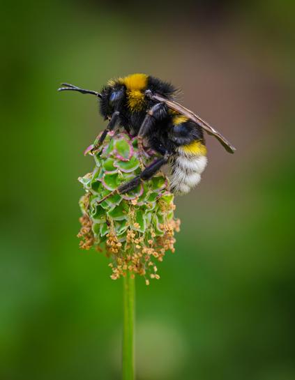 A close-up picture of a black and yellow bumblebee with a white tail seen side on, clinging onto a plant, against an out of focus green background.