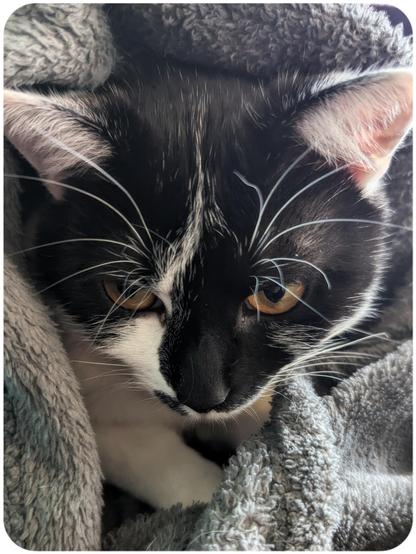 Lemon the cat tucked in her favourite grey fleece blanket with only her head sticking out. She's looking like that's entirely too much visibility for her right now.