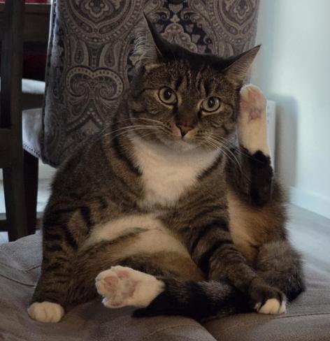 A brown tabby cat with white paws and chest sits with her back leg up and a confused look on her face.