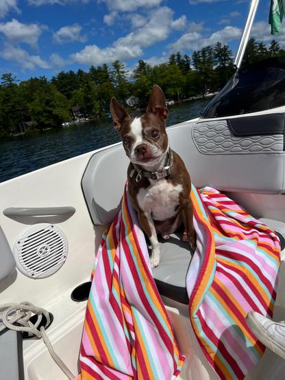A Boston terrier sits in a white boat with a colorful striped beach towel. It is a beautiful sunny day. 