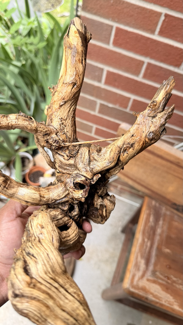 A twisted piece of wood that is likely a root