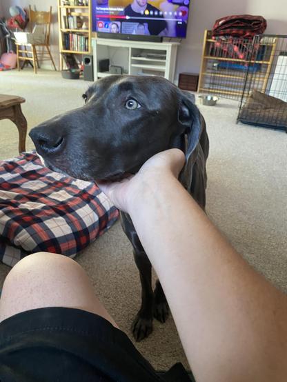 Piper approaching my hand for pets but with ears back and a timid look her face