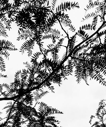 black and white photo of tree branches in silhouette.