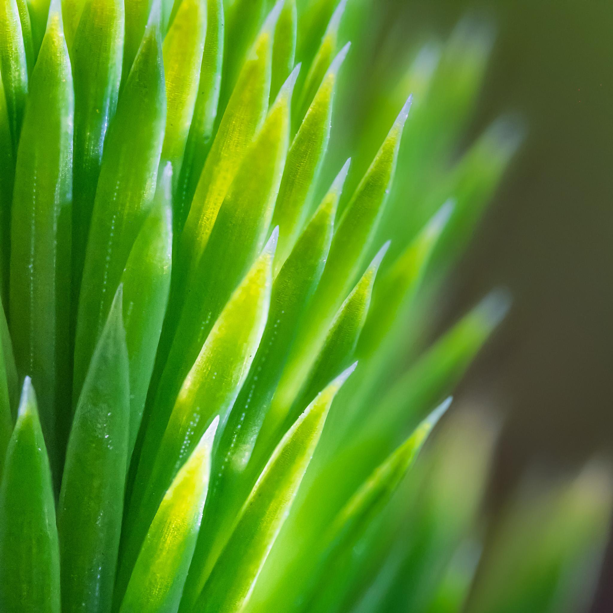 A closeup picture of a pine tree