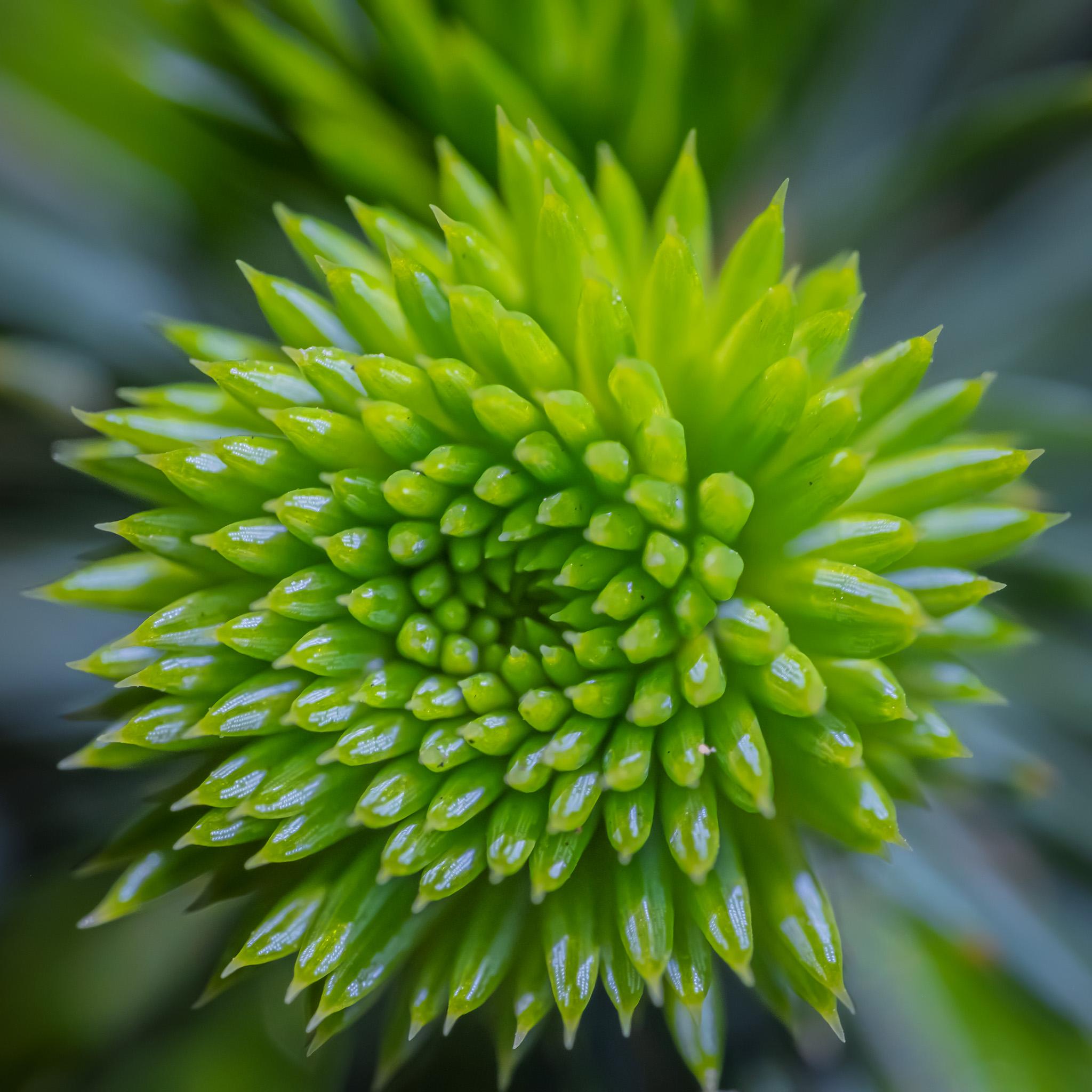 A closeup picture of a pine tree