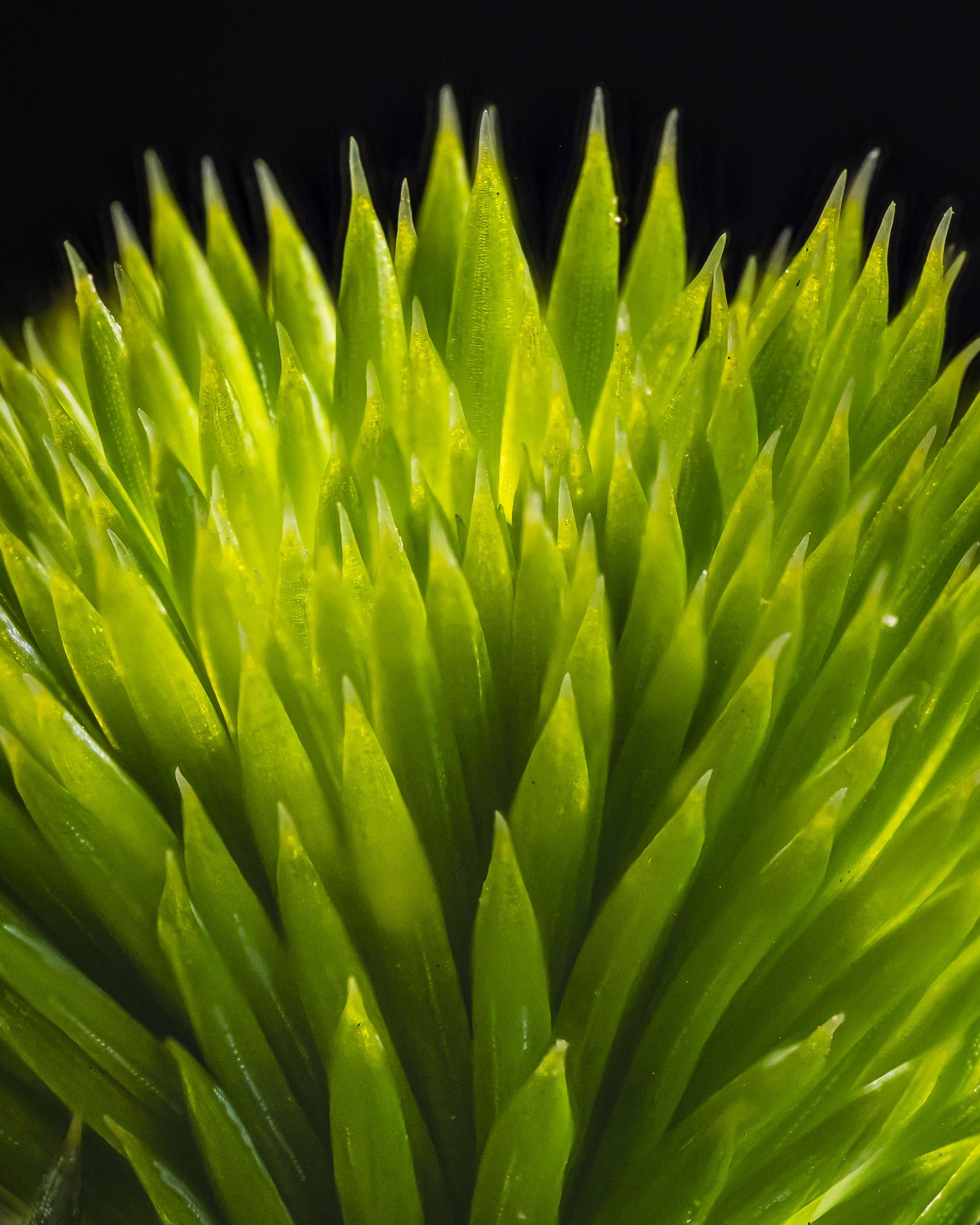 A closeup picture of a pine tree