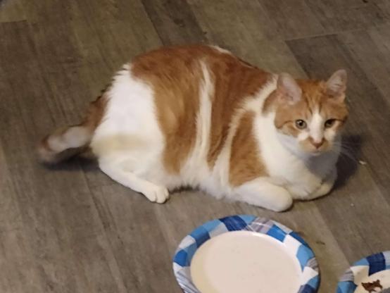 Orange and white tabby loafing on the floor by an empty plate, there is a plate with food on it in the bottom right corner of the image


