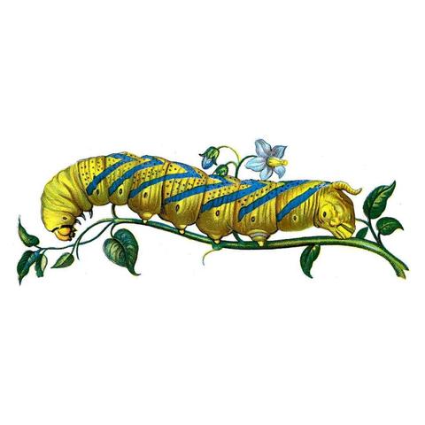 Illustration of a yellow caterpillar walking down a flowering green vine.