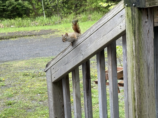 A photo of a Red Squirrel watching me sitting on the porch. 