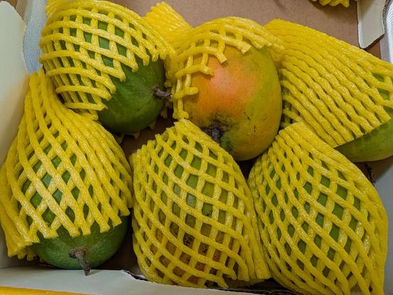 Whole Alfonso mangoes in a box