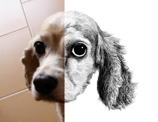 Black and white drawing of a cocker spaniel named Sandy, with the left half of the image being the reference.