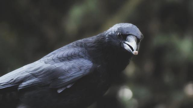 Crow with something in mouth.