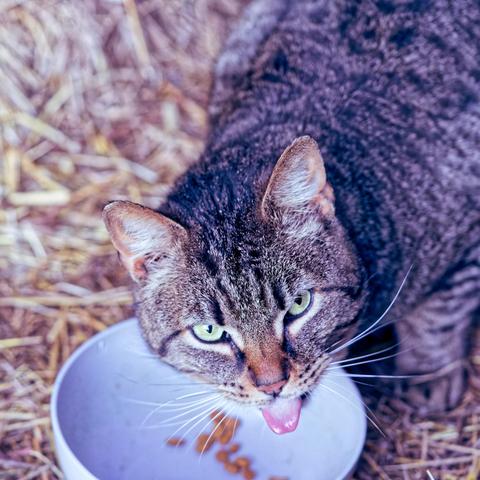 Square photo of tabby cat sticking his tongue out above a bowl with just a few kibbles left in it with a background of straw.