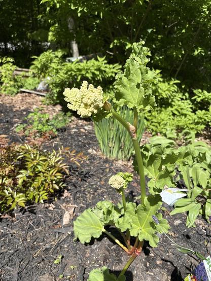Flowering rhubarb plant 