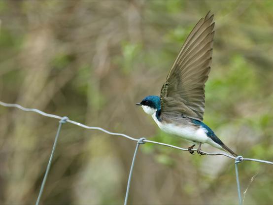 This is a close-framed photograph of a small songbird—a tree swallow—perched on a single strand of wire fencing. The bird faces right, with its body shown in profile. Its feathers are an iridescent cobalt blue on the head and back, transitioning to pure white on the throat and underside. One wing is lifted straight up, feathers fanned, as if the bird is about to spring into the air. The wire runs horizontally across the lower third of the image, gently curving under the bird’s weight. Behind it is a soft, out-of-focus backdrop of spring foliage in muted greens and browns, giving the impression of a quiet woodland edge. The overall mood is one of poised energy and imminent motion—freedom held a heartbeat away.