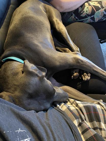 Piper lasting down on the couch with her head against my side.