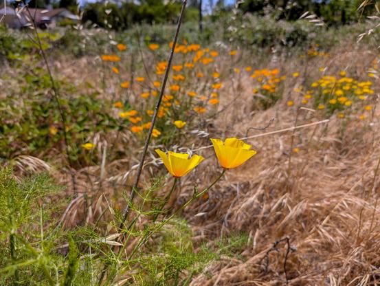 Poppies! Probably the only flower whose name I know. Two yellow poppies in the foreground with a bunch of out-of-focus orange poppies in the background.
